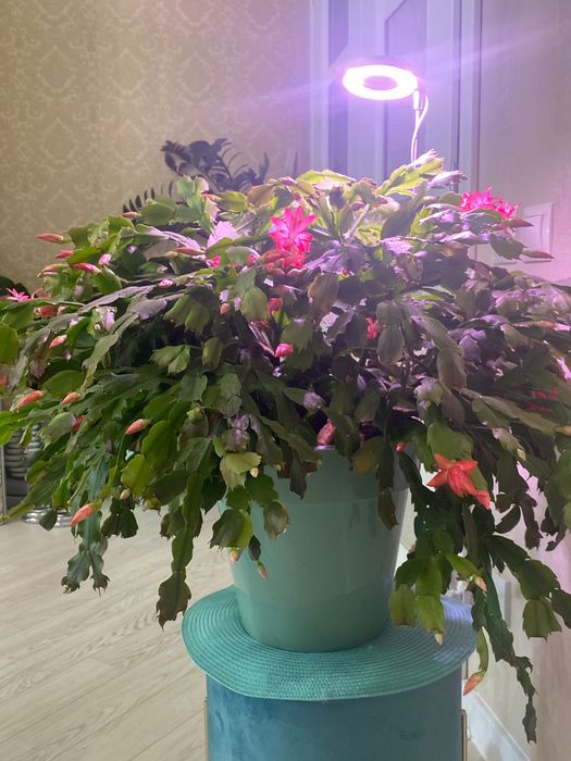 Продам домашний цветок шлюмбергера