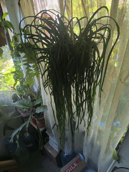 Lepismium Bolivianum