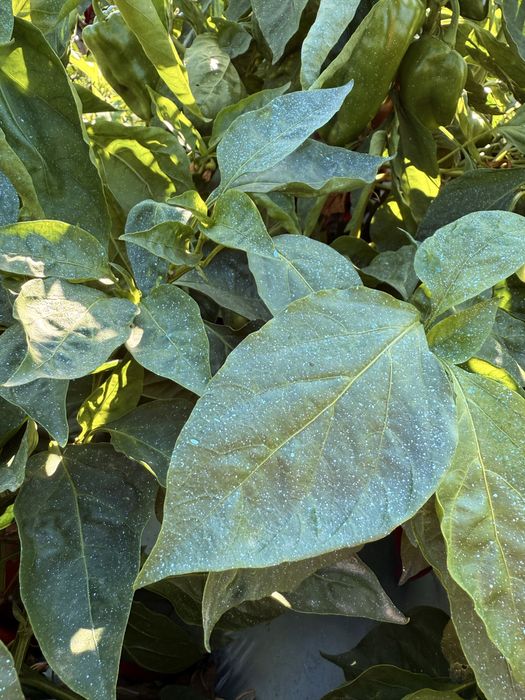 Пръскане с земледелски дрон