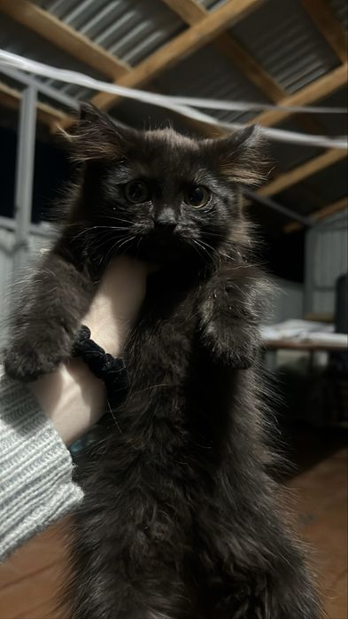 Котёнок ищет дом