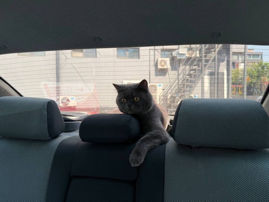 British кошка 6 месячная
