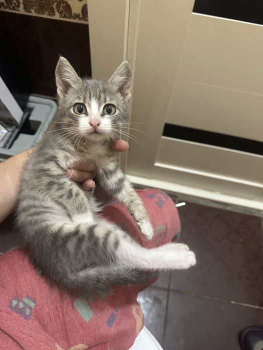 Отдам котенка в добрые руки