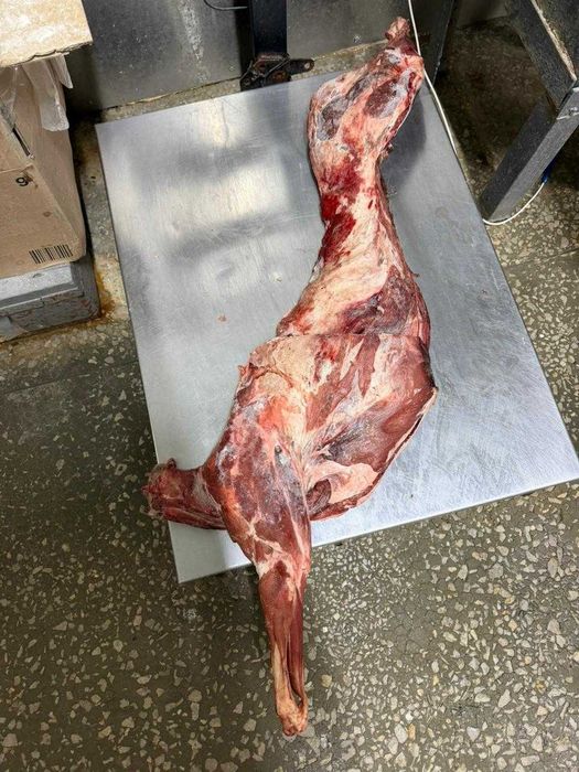 туша сайги доставка