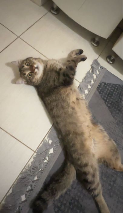 Отдам даром кота