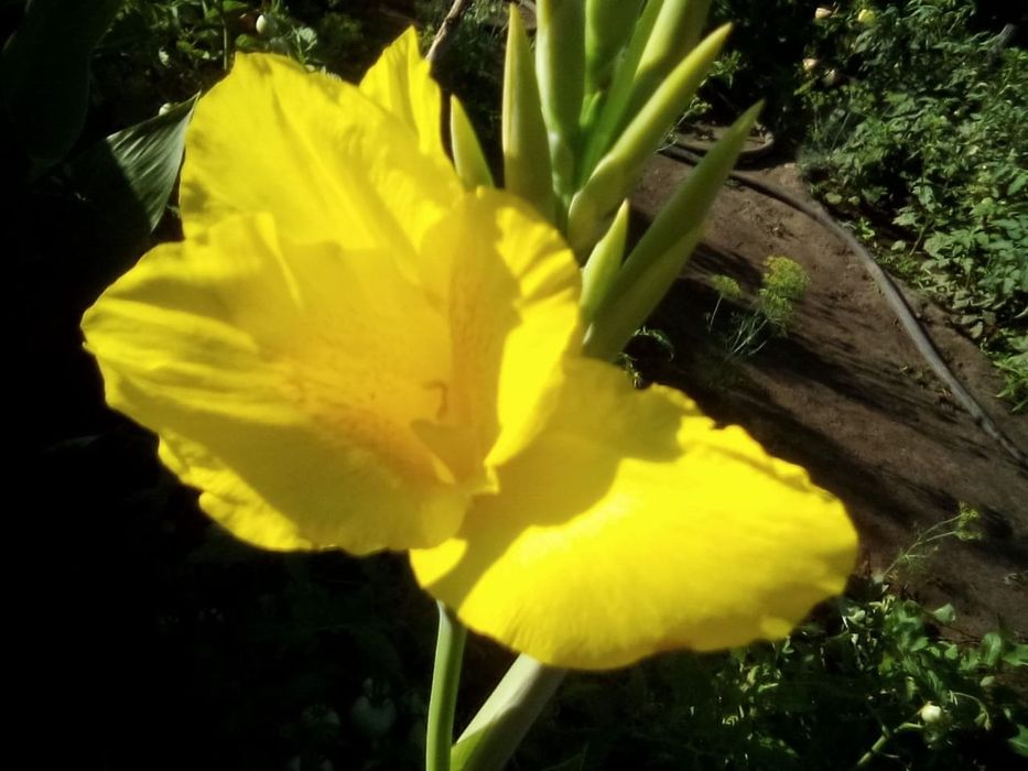 Продам, цветы каны цветные