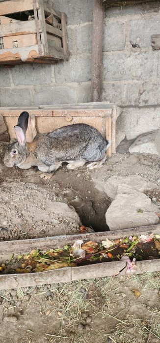 Великан ФЛАНДР сотилади, ота онаси  9 - 10 кг лик нарсалар