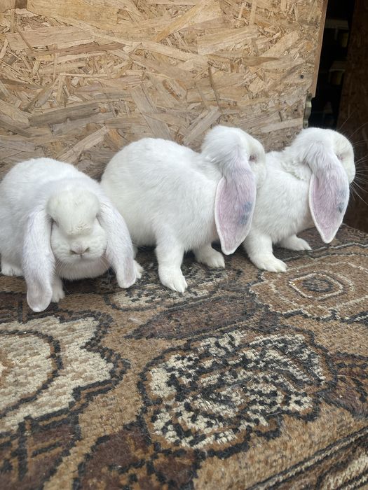 Iepuri berbec german