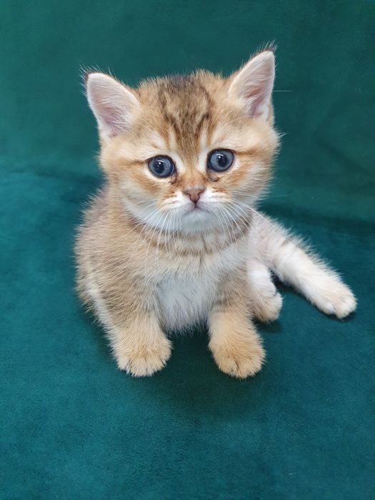 Котёнок британская короткошёрстная