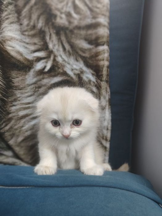 Котенок девочка готова к бронированию