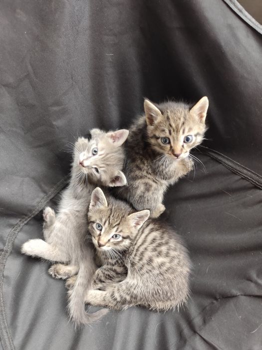 Отдам котят в добрые руки