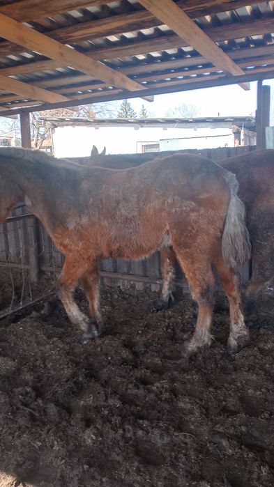 Продам двух жеребчиков