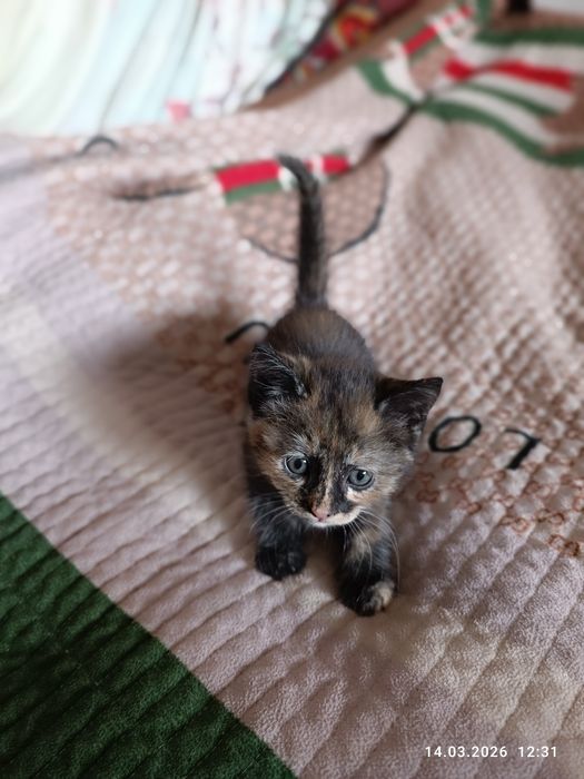 Котята ,продаем в хорошие руки