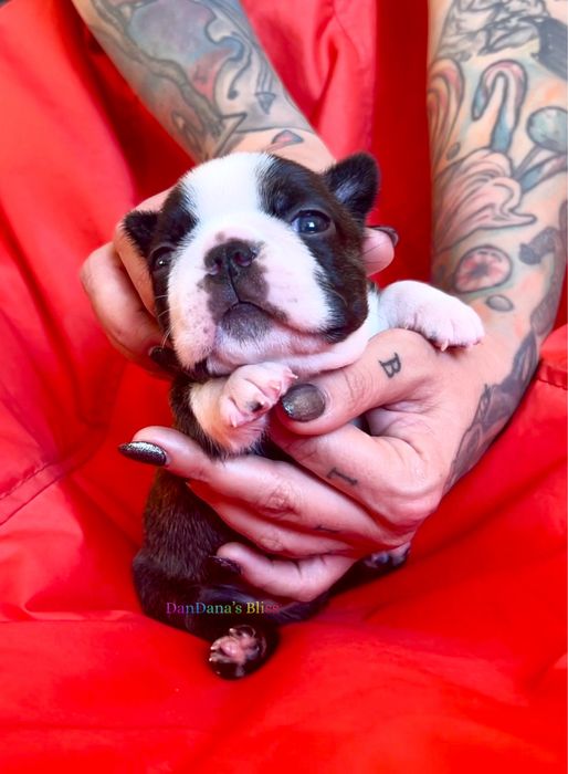 Boston terrier cu pedigree - baietel