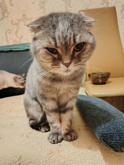 Кошечка в добрые руки