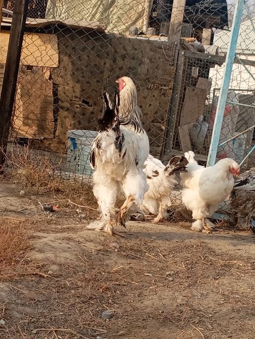 Бисексуалдар M M F Орыс порно