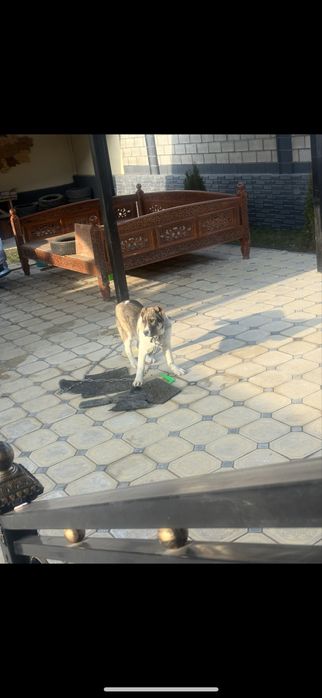 Продается Алабай 4месяц мальчик