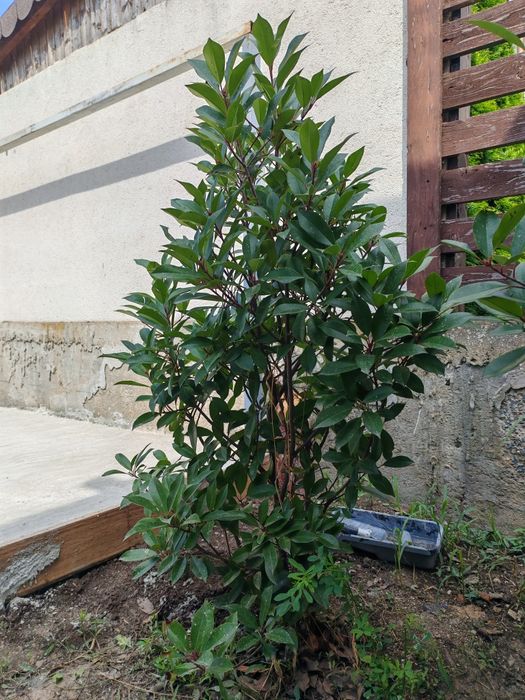 Plante mari  Photinia