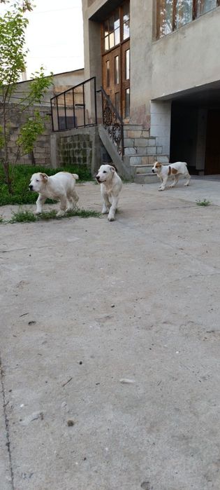 Щенки порода Алабай (возраст 2.5)