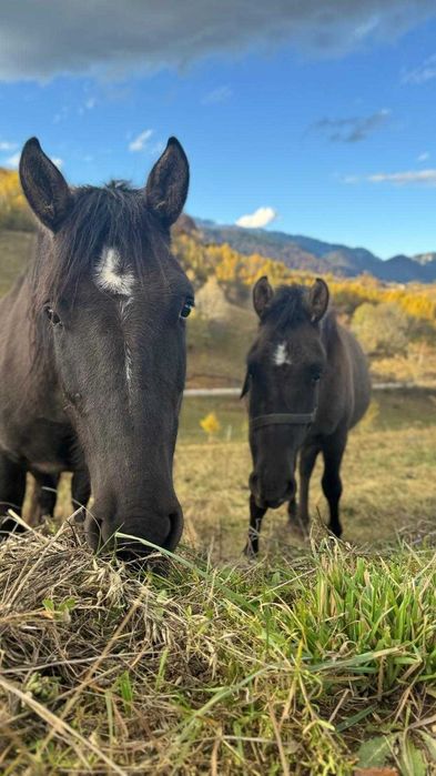 Iapa hutul rasa pura cu manz
