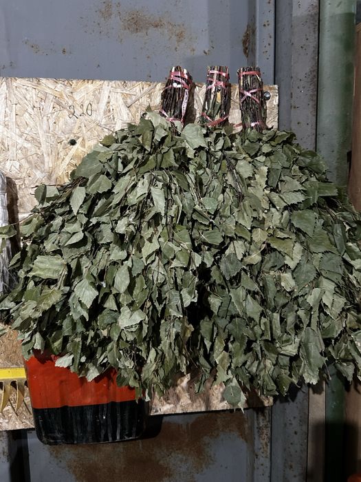 Береза Банные веники