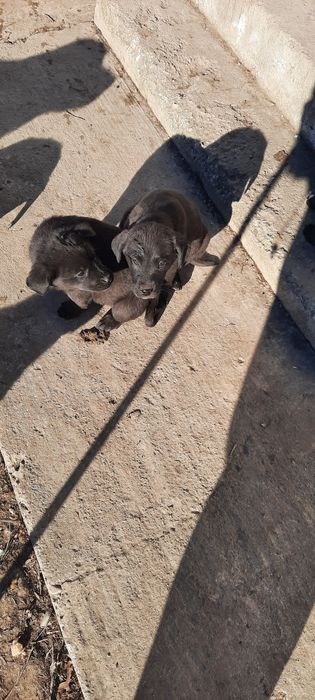 Donez pufosenii de labrador