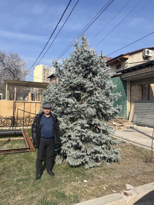 Продается голубая ель 4 метра. Ko’k archa sotiladi