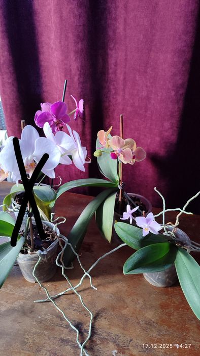 Продам орхидеи..