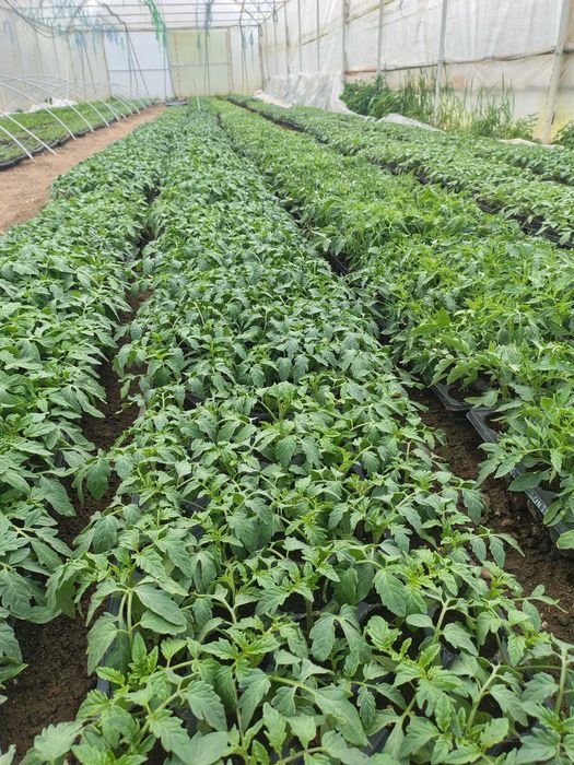 Răsaduri roșii ardei castraveți