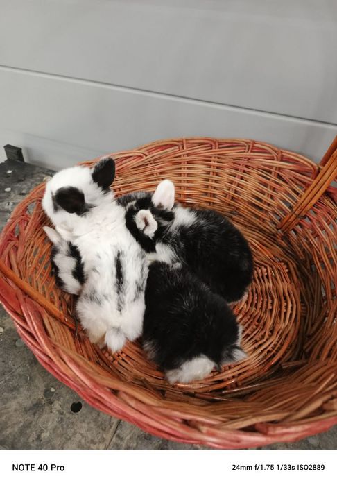 кролики карликовые оптом