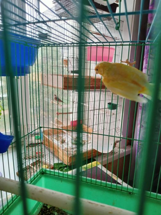 Канарейки приучены к клетке