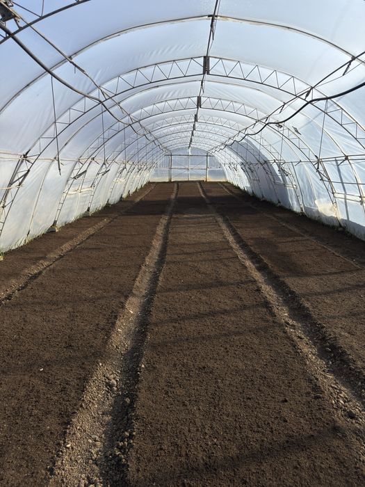 Разсад домати,пипер- директно от производител!