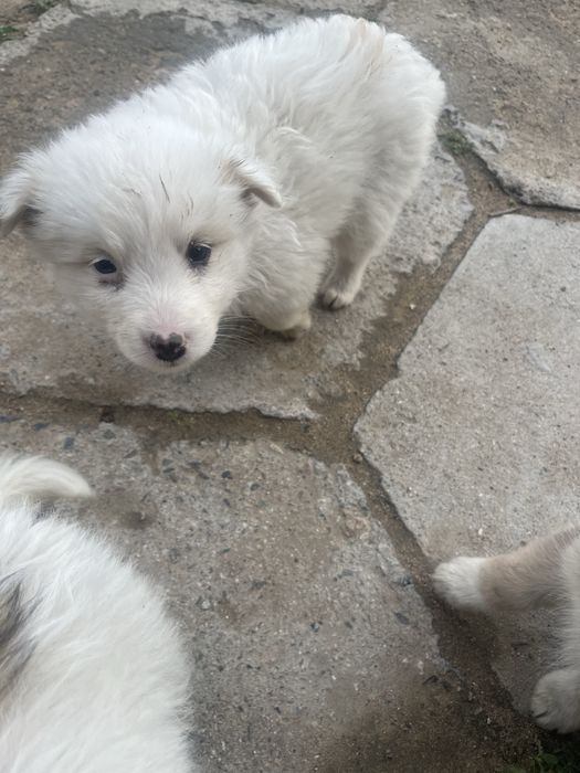 Отдам щенков мальчик и девочки