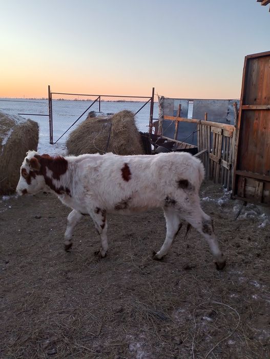 Сементал  баспақ қашарлар