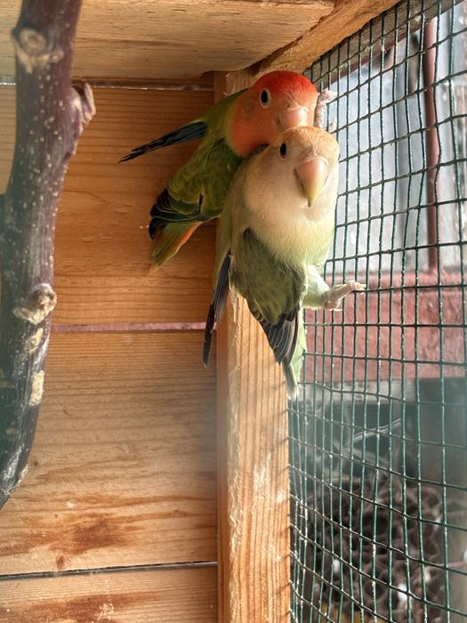 Vand papagali agapornis