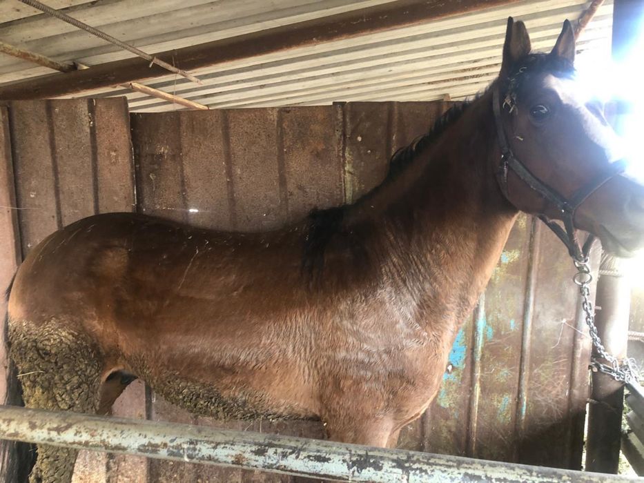 Соғым, жылқы, ет