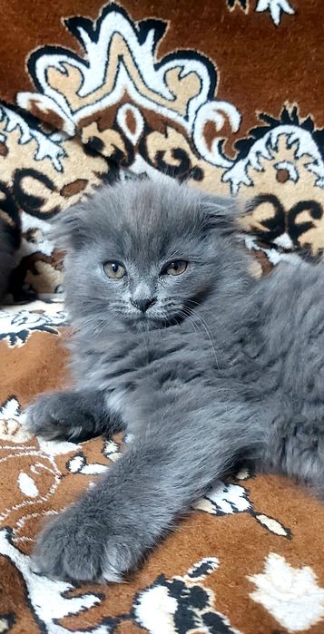 Шотландские котята