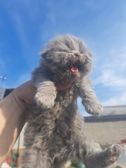 Продам шотландский скоттиш фолд