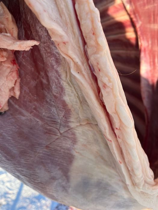 Жабағы Жабағы бармақ қазы соғым.