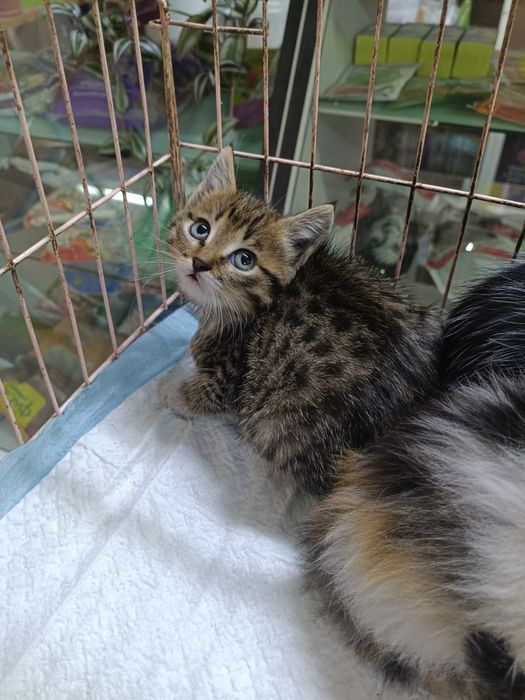 Котята в хорошие руки