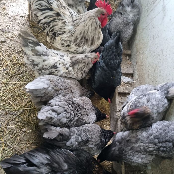 Ouă de găină rasa australorp