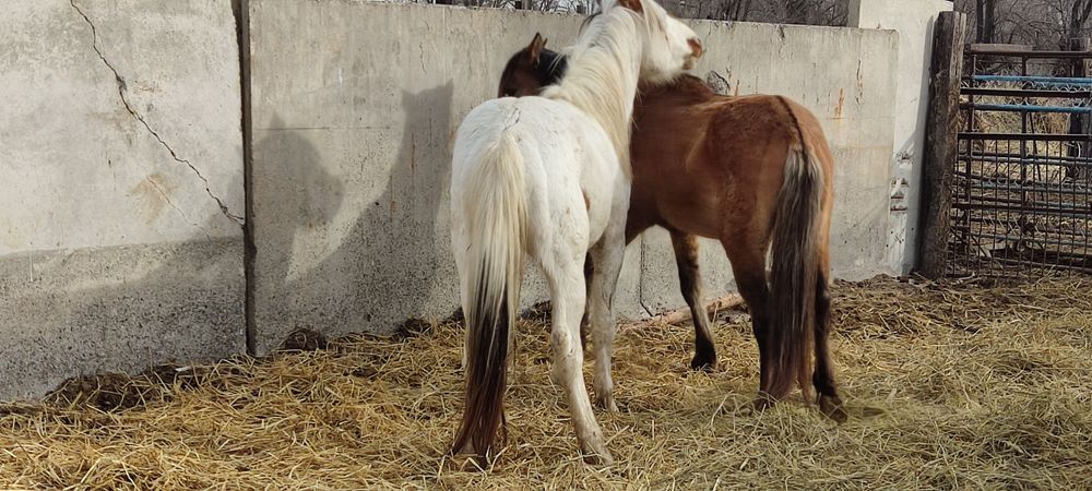 Айғыр дөнендер сатылады