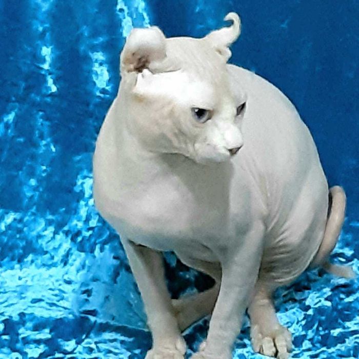 Разноглазый кот эльф