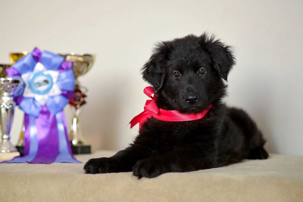 немецкая длинношерстная овчарка РКФ