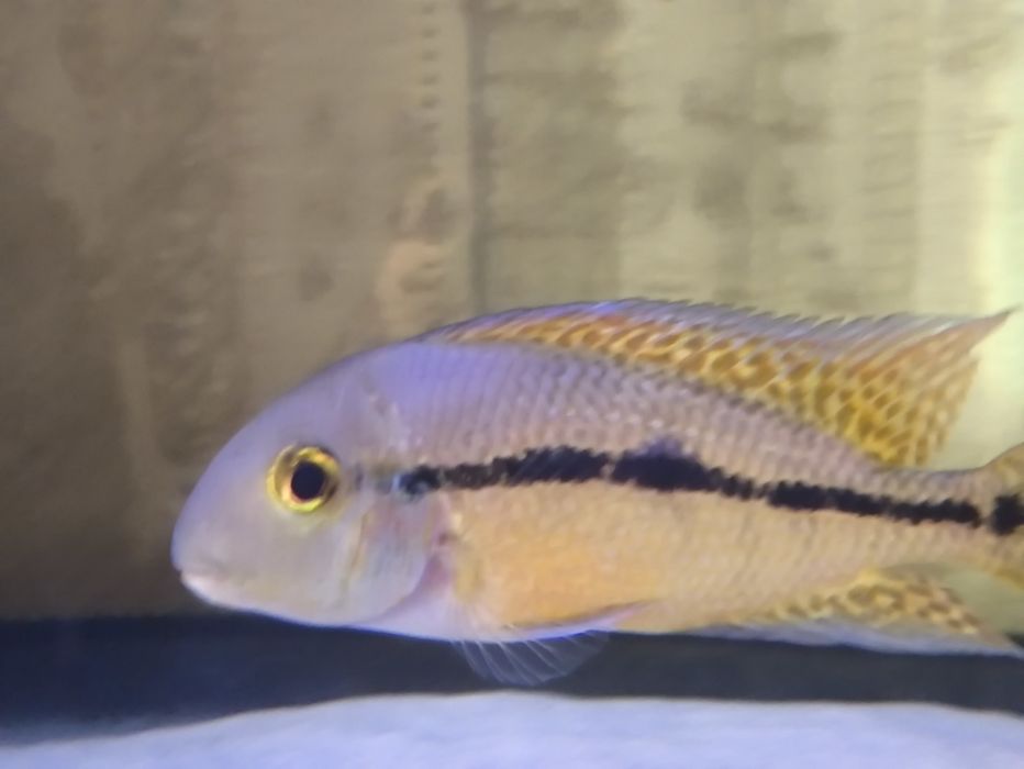 Аквариум красивый, объем 190 л