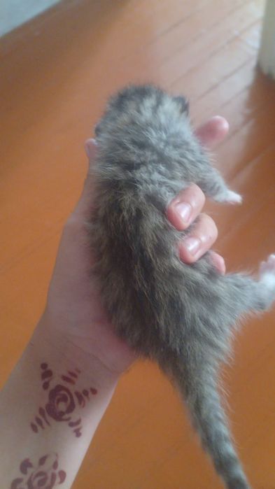 Отдам котят в добрые руки.