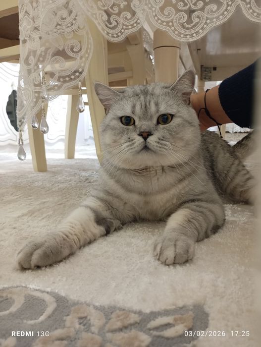 Вязка Британиский шиншила