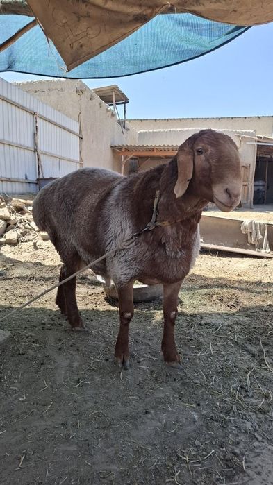 Arashan qóchqor sotiladi 2 yosh