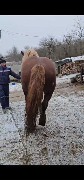 Cal semigreu-armasar