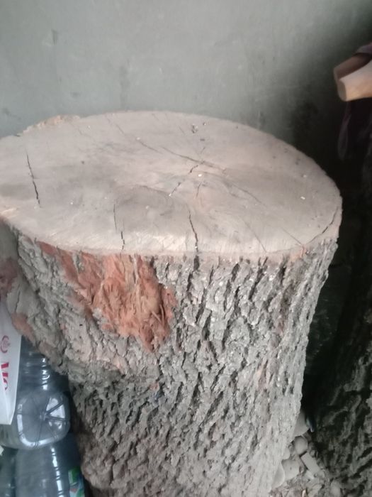 Кунда гош кунда 50 га 60 баланлиги 1 м дуп дарахиники