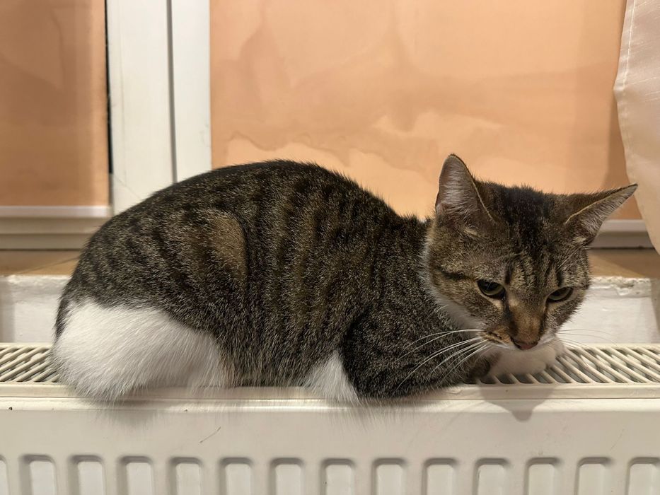 Donez pisicuta felis